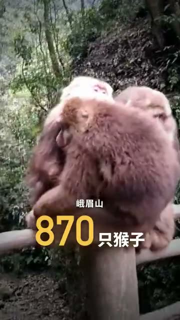 知识科普成片画面